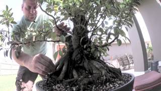 How to Bonsai  Ficus Tree Update [upl. by Bradway]