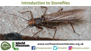 Introduction to UK Stoneflies [upl. by Ennairek]