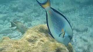 Snorkeling in Hurgahda Arabia Azur Riff [upl. by Natanoy]