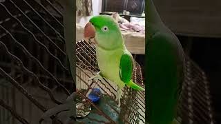 Talking parrot 🦜😅❤️😍🥰 parrot talkingparrot parrottalking ytshorts youtubeshorts [upl. by Auod801]