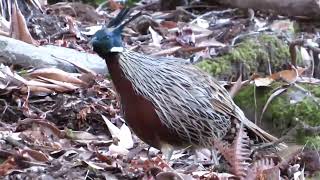 Koklass pheasant Pucrasia macrolopha [upl. by Akanke]