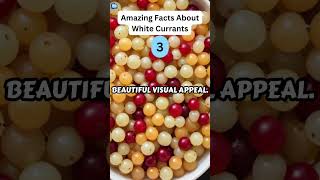 5 Amazing Facts About White Currants zapetv fruit facts [upl. by Tryck844]