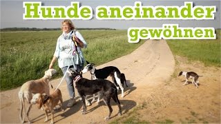 Hunde aneinander gewöhnen Mehr Hunde Haltung Was tun wenn ein neuer Hund in die Familie kommt [upl. by Euqinaj]