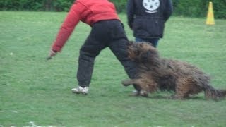 Briard  brevet de travail en ring  Gonzague du Domaine des Peluches [upl. by Dauf]