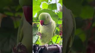 Peekaboo what are you doing cutebirds porrot petbird birds perrot talkingparrot talking [upl. by Cheyne864]