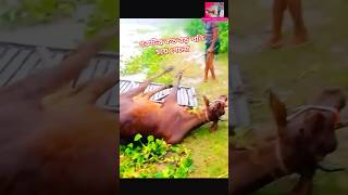 গরুটির কি হয়ে গেলো গরু shorts viral cow [upl. by Ittocs]