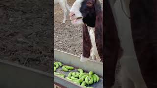 Banana 🍌season for goats  Ali GoatLand [upl. by Nnyrb]