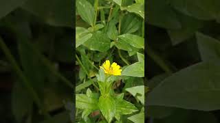 Ants and flowers of Wedelia chinensis [upl. by Introk]