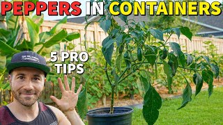 Grow The BEST Peppers In Containers In 5 Easy Steps [upl. by Freed]