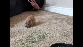 Baby prairie dog spend time with us [upl. by Timothee826]