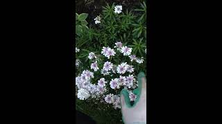 Candytuft Iberis Sempervirens Pruning After Spring Blooming [upl. by Lissie]