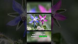 Discover the Amazing Benefits of Borage Flowers health [upl. by Eelyahs]