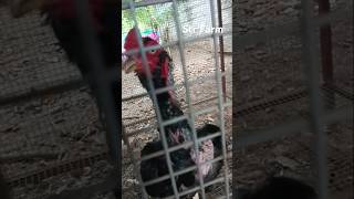 Seval sandai 🐓❤️ Aadukalam ❤️ Str Farm ❤️ subscribe ❤️ [upl. by Ressler55]