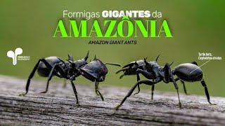 Formigas GIGANTES da Amazônia CEPHALOTES [upl. by Nimzzaj]