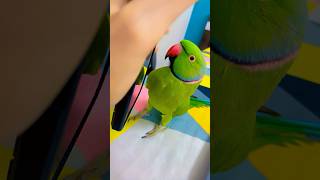 Beautiful talkative parrot zoomi😘 [upl. by Gayle988]