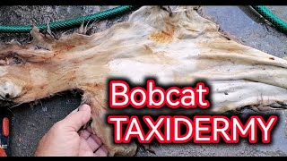 Bobcat Taxidermy tanning procces curtido de piel de gato montes [upl. by Trebleda]