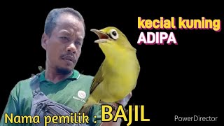 ciak ciak jos buat pancingan kecial kuning paling ampuh💯 [upl. by Ahsekam164]