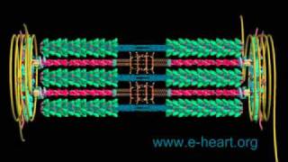 Cardiac sarcomere 3D [upl. by Siari]