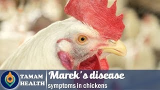 Mareks disease symptoms in chickens [upl. by Lenahc]