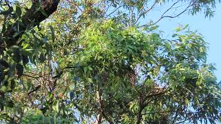 Little Wattlebird bathing in dewy leaves [upl. by Ahse]