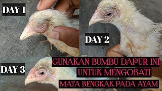 BAWANG PUTIH SEJUTA MANFAAT  MENGOBATI MATA BENGKAK PADA AYAM [upl. by Bambie665]