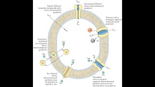 Transporte a través de la membrana [upl. by Yadahs]