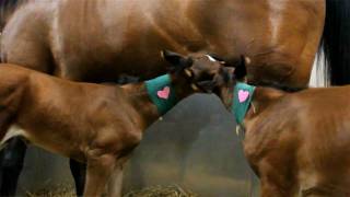 Rare birth of twin foals at University of Minnesota Vet Center [upl. by Nerrag]