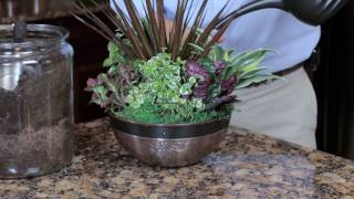 Exotic Angel Plants How to Create an Indoor Container Garden [upl. by Magill]