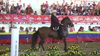 MOSTRO DE MOSTROS DE SAN ESTEBAN MEJOR CABALLO CASTRADO TROTE Y GALOPE VENADILLO GRADO B 2024 [upl. by Halimeda367]