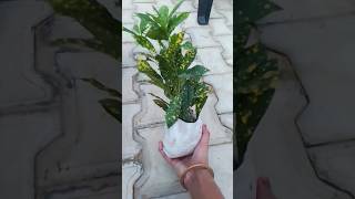 Croton plant care tips gardening croton plants [upl. by Weikert]