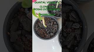 CLONES DE ROSAS DO DESERTO “INSPEÇÕES” Shorts 1884 bonsai plants plantas [upl. by Annawik696]