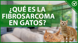 🐱 Fibrosarcoma en Gatos  Causas de Cáncer Síntomas y Tratamiento 🐱🔬 [upl. by Amles213]