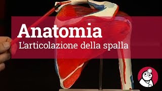 Anatomia Larticolazione della spalla [upl. by Ajna352]