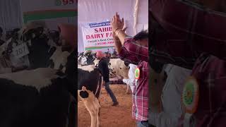 MDFA Live Milking And Beauty Competition Maharashtra cow hfcow dairyfarm rbfarm [upl. by Ymmas]