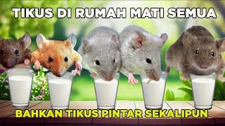 100 Berhasil Cara Mudah Usir Tikus Di Rumah [upl. by Lohner400]