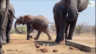 Elephant Bonding with Matriarch Tokwe amp Her Daughters Plus Milk Bottles amp Rhino Encounters [upl. by Chamkis]