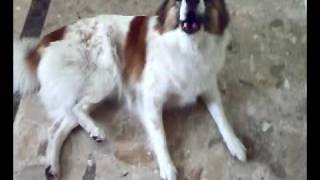 very funny dog howling [upl. by Rickey887]