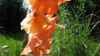 Gladiole [upl. by Adaline748]