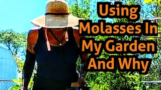 Using Molasses In My Garden And Why‼️ [upl. by Fishback]