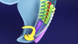 3D Kidney Embryology Part 1 Intermediate Mesoderm  Urogenital Ridge  Nephrogenic Cord [upl. by Milburn]