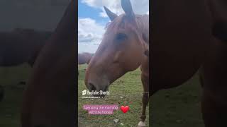 My Morning Routine Visiting The Horses  A morning with the horses  manifesting owning a horse [upl. by Naxela209]