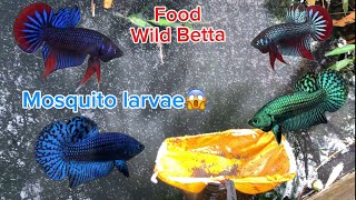 Vớt được rất nhiều lăn quăng Betta ăn no  Betta fish mosquito larvae eat wellwildbetta bettafish [upl. by Adiol]