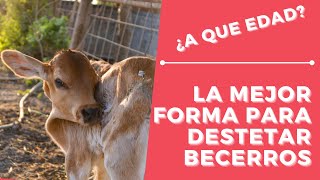 DESTETAR BECERROS ¡¡LA MEJOR FORMA🍼🐂 [upl. by Binny]