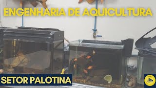 Engenharia de Aquicultura UFPR Palotina [upl. by Evangelin]