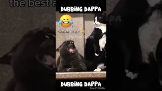 Ding Dong 🤣 funny shorts cat shortsfeed comedy catlover cats funnyanimals pets catvideos [upl. by Prue]