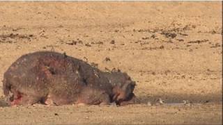 Poor Mama Hippo  Nat Geo Wild [upl. by Hars794]