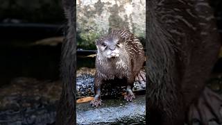 How Sea Otters Stay Warm and Smart in the Cold Pacific Waters [upl. by Moncear]