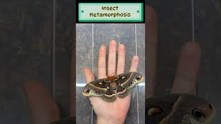 Insect Metamorphosis कीट कायापलट Insect short youtubeshorts shorts trending viral facts [upl. by Ientruoc]