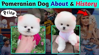 Pomeranian Dog About and History  Pomeranian puppies price  Cute Teacup dog price  Dog Market [upl. by Ingrim]