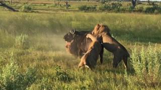 Lions attack buffalo in Okavanga Delta Botswana ampBeyond Xudum Lodge [upl. by Ordnajela]